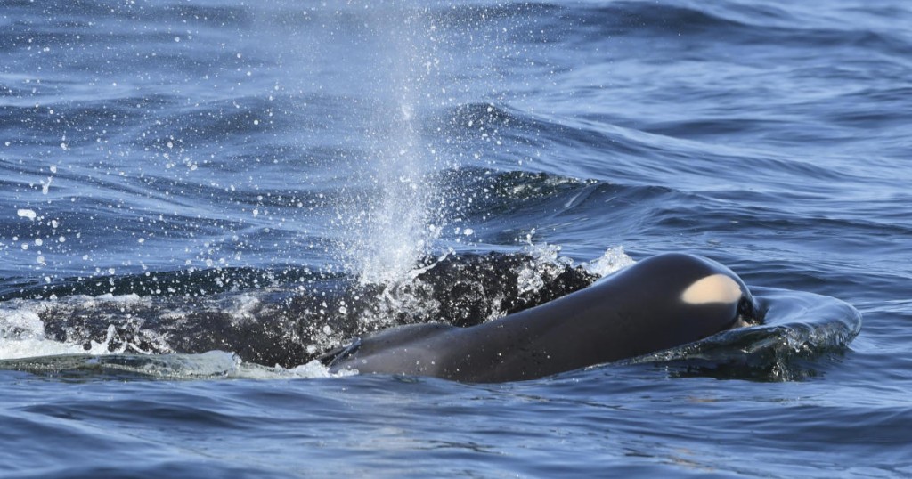 FILE - In this file photo taken Tuesday