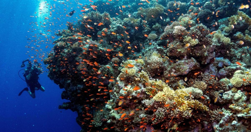 TOPSHOT - A diver photographs golden anthias (Pseudanthias aurulentus) on a coral reef in the Egyptian Red Sea marine reserve of Ras Mohamed