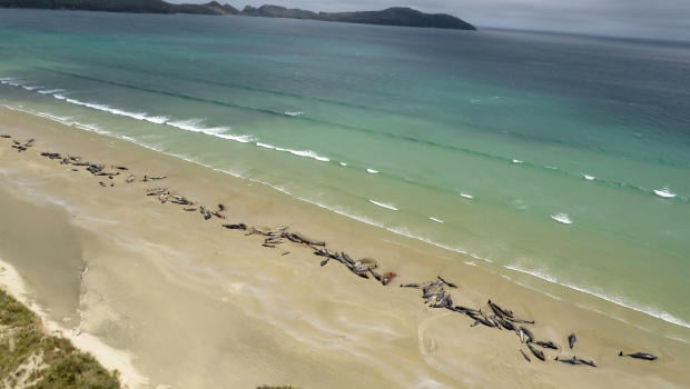 A supplied image shows around 145 pilot whales that died in a mass stranding on a beach on Stewart Island