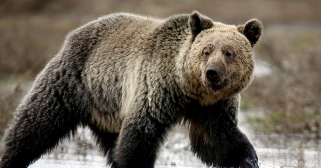 FILE PHOTO: A grizzly bear roams through the Hayden Valley in Yellowstone National Park in Wyoming