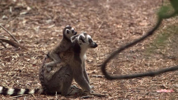 patta-lemurs-final-mp4-00-05-21-25-still009.jpg 