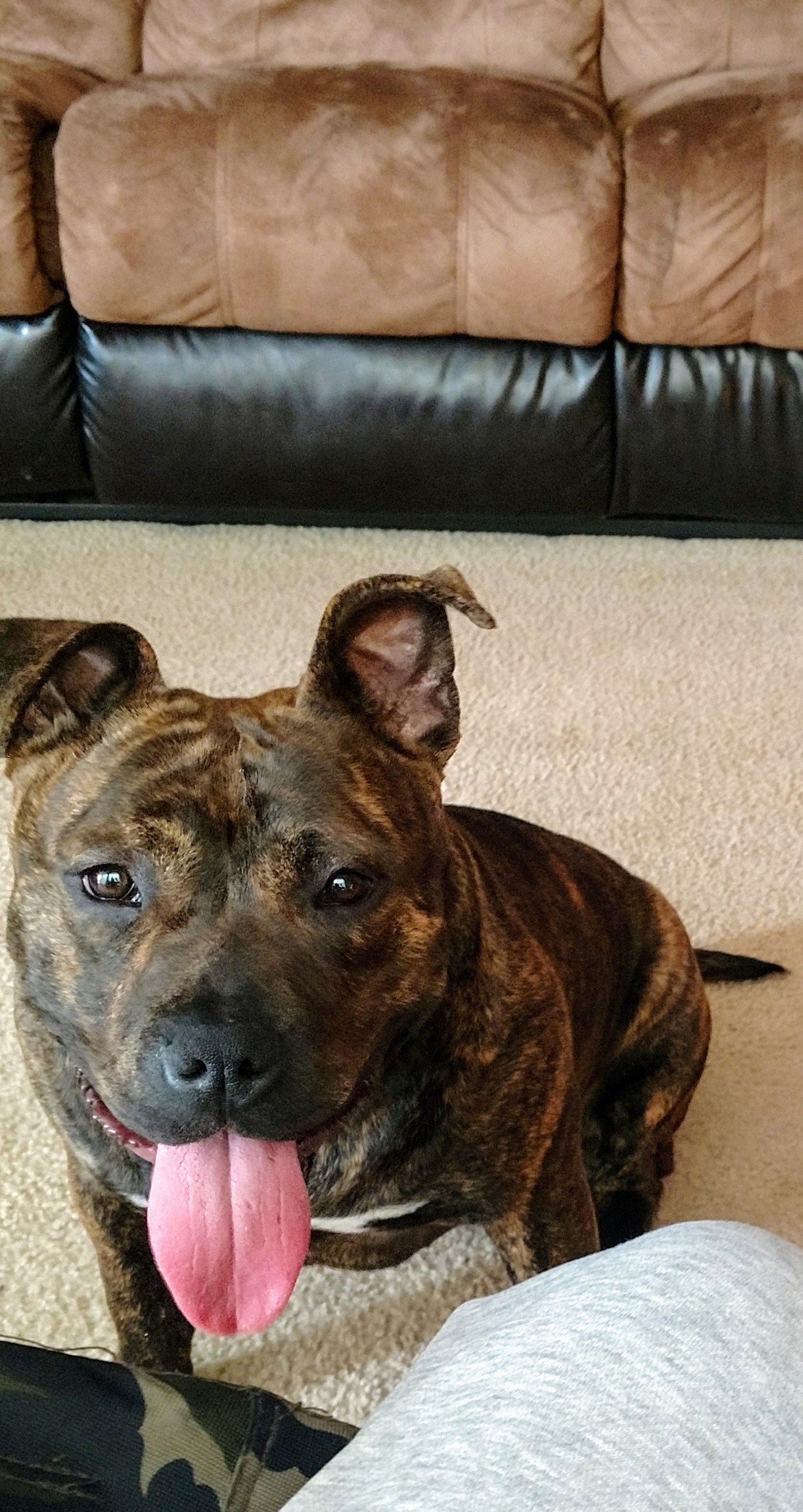 Lost pit bulls near sales me