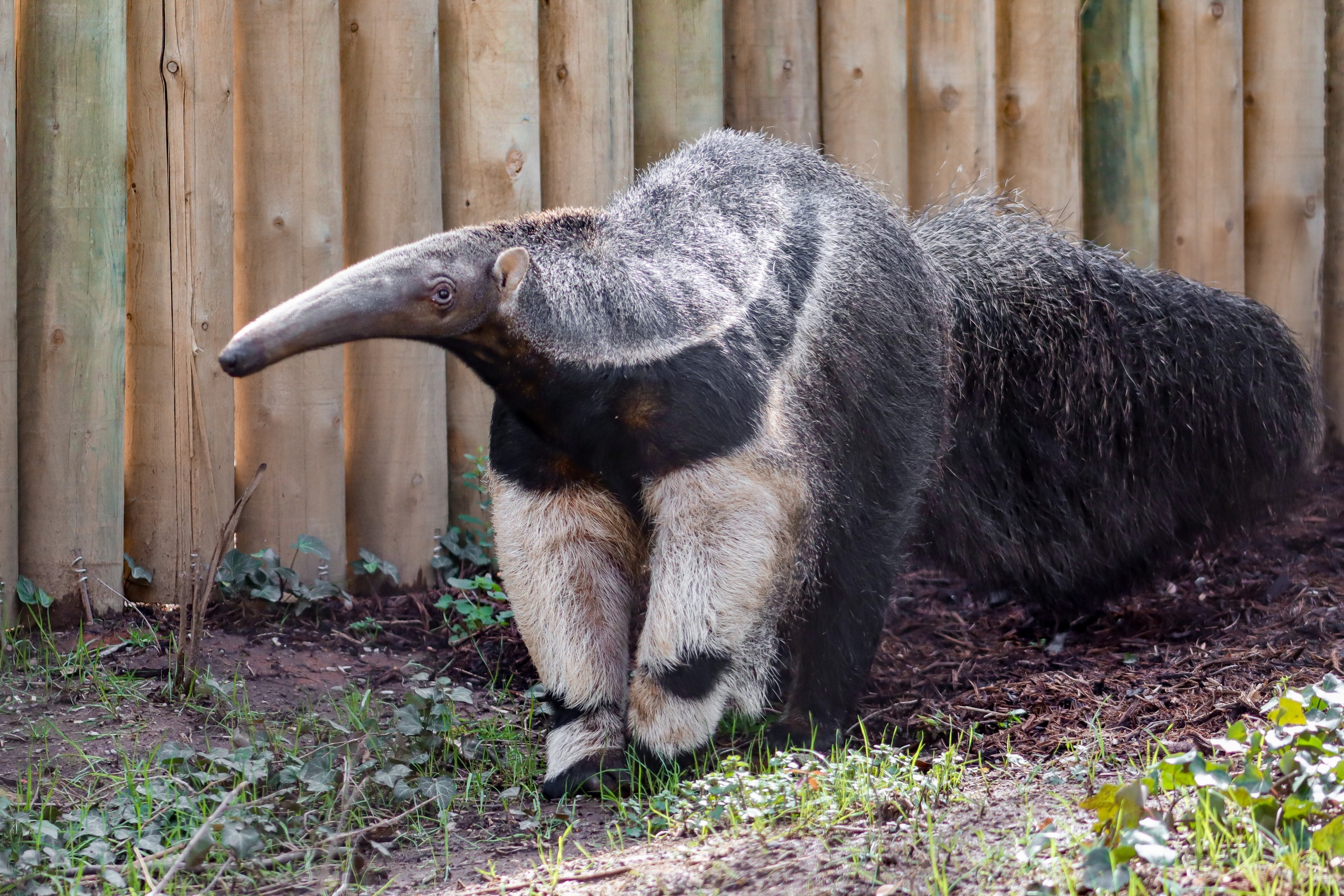 Chattanooga Zoo adding a Giant Anteater exhibit - WDEF