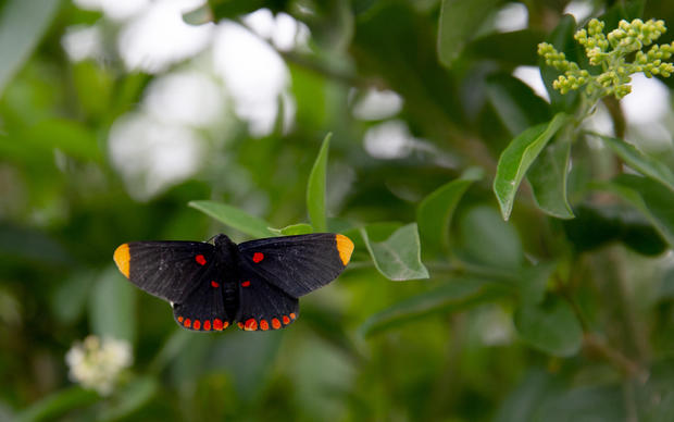 DOUNIAMAG-US-ANIMALS-ENVIRONMENT-IMMIGRATION-POLITICS 