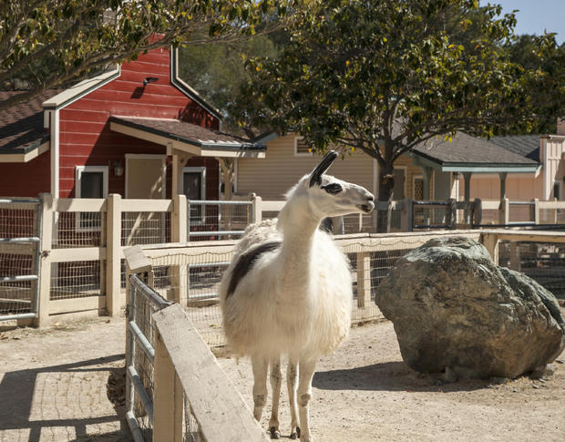 svr-25-jimbartsch-petting-zoo.jpg 