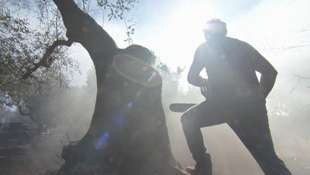 olive-trees-cutting-down-infected-trees-620.jpg 