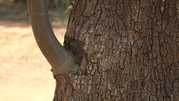 olive-trees-grafting-disease-resisitant-branch-620.jpg 
