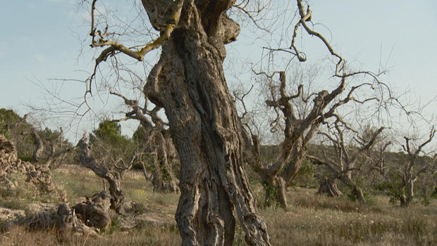 olive-trees-infected-trees-in-salento-b-620.jpg 
