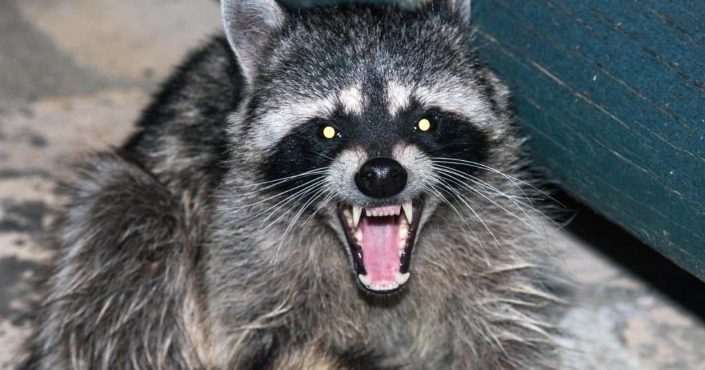 raccoon in woods growling at night