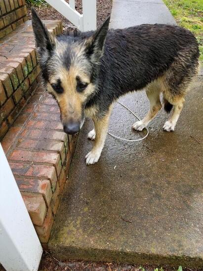 Found German Shepherd - WDEF