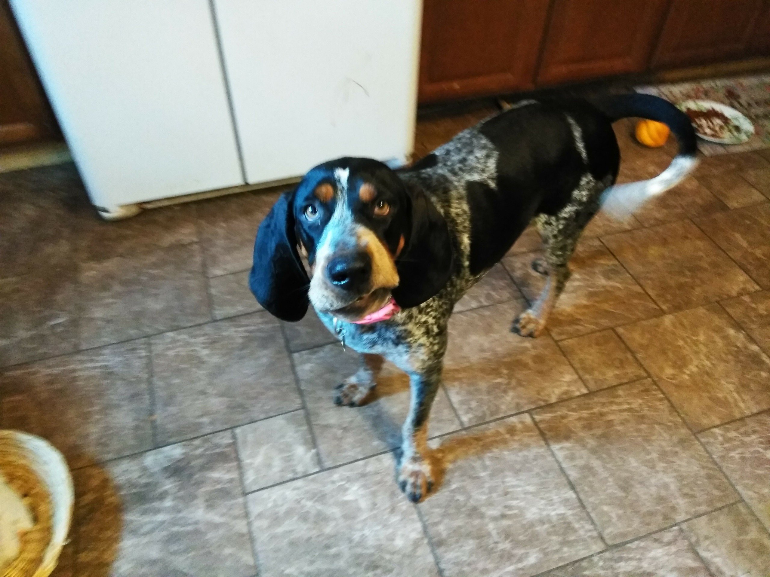 Lost Blue Tick Hound - WDEF