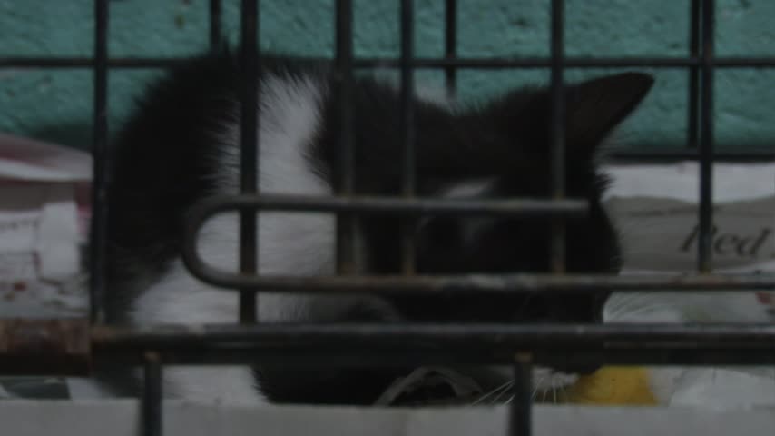 shelter kitten