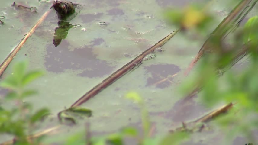 Local vets explain the kind of algae that is killing dogs