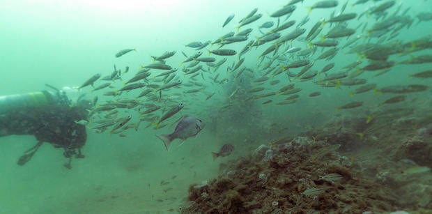 What Can Be Saved Oceans 