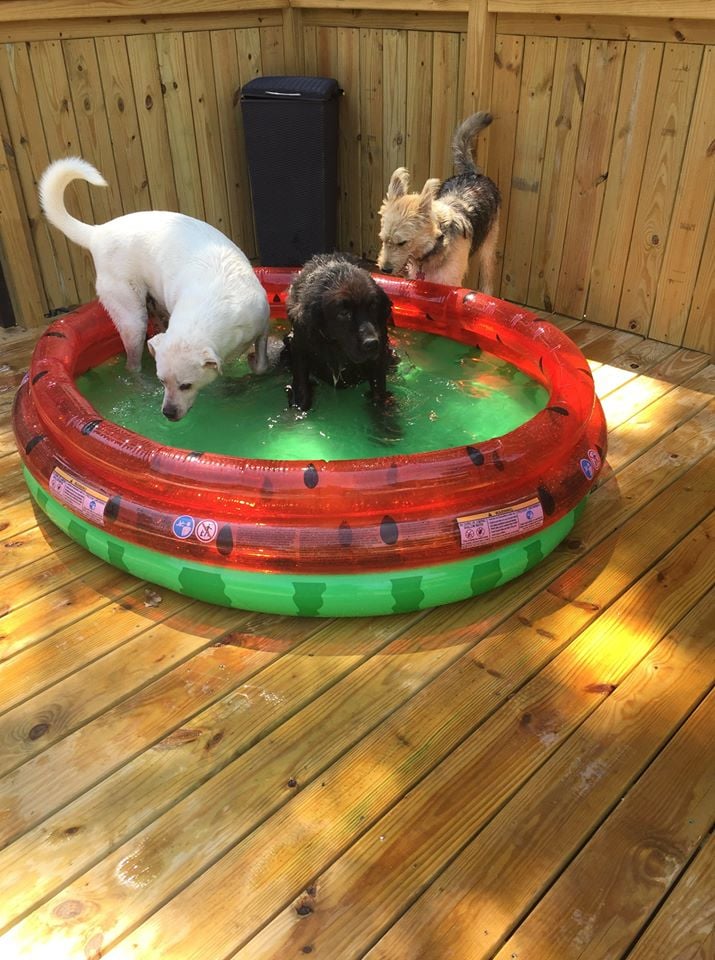 from McKamey Animal Center