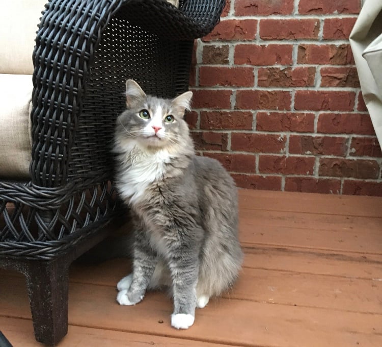 Lost Long Hair Gray Cat - WDEF