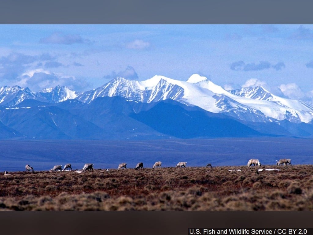 Caribou graze on the coastal plain of the Arctic National Wildlife Refuge