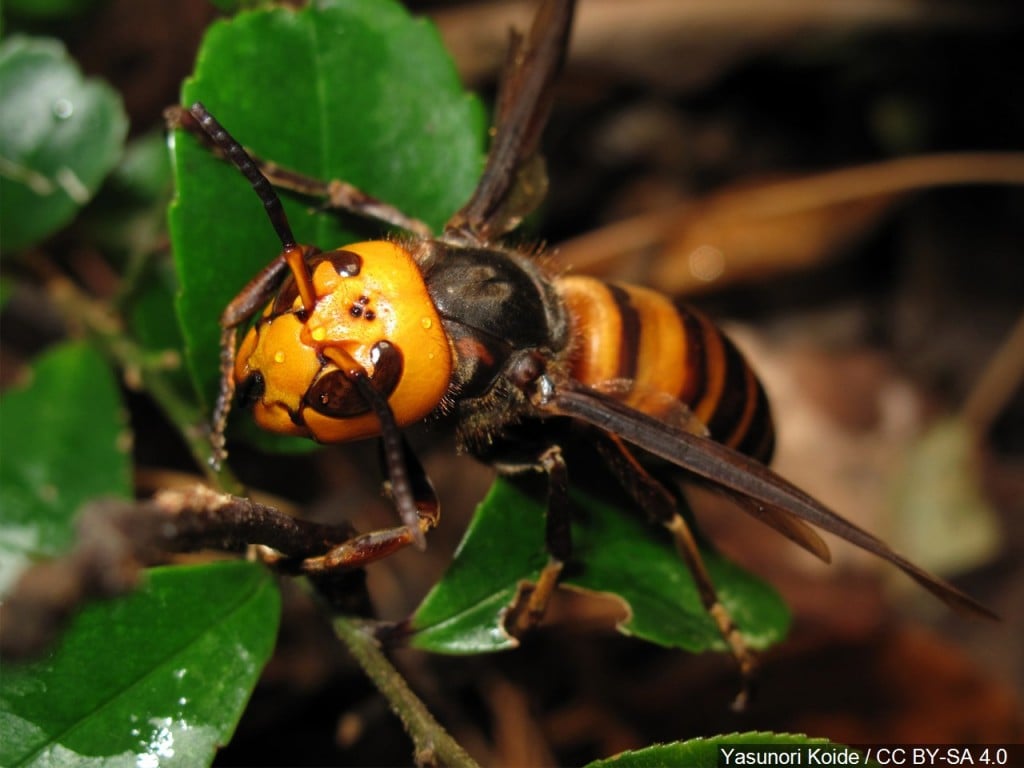 The Asian giant hornet
