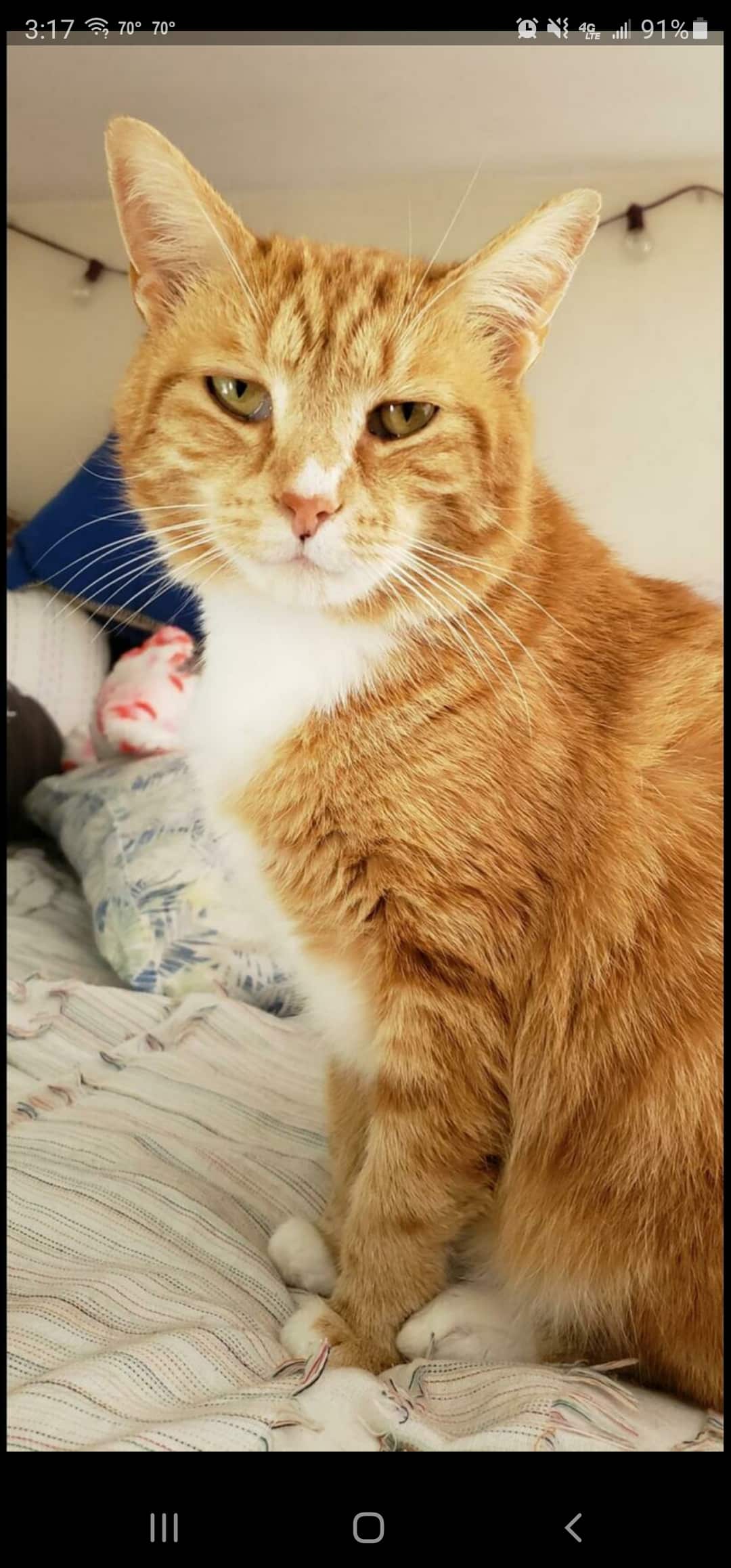 Orange cat white belly hot sale