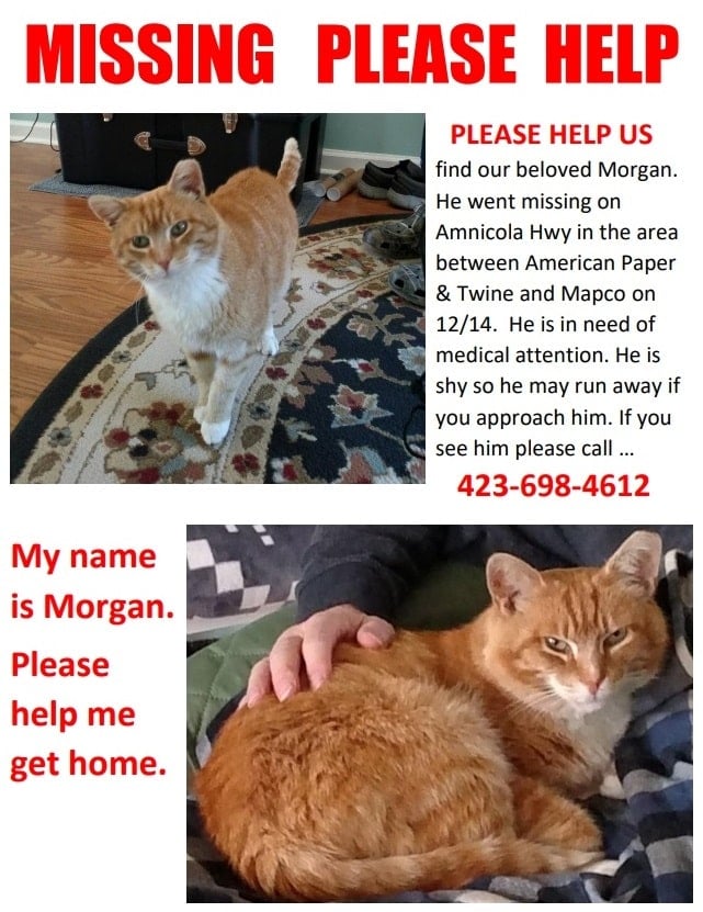 Missing cats in my hot sale area