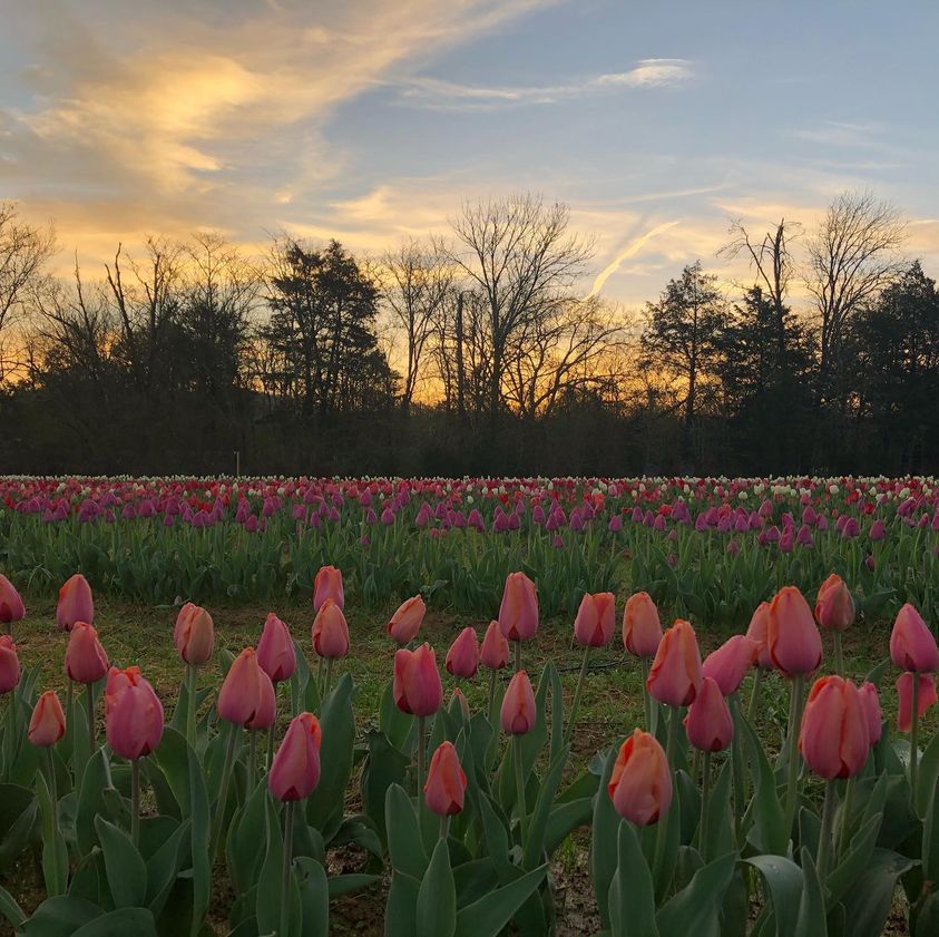 Tulip Farm