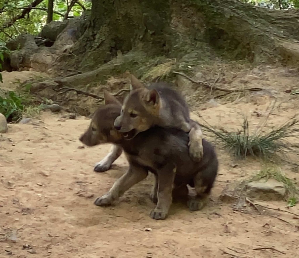 Reflection Riding American Red Wolf puppies