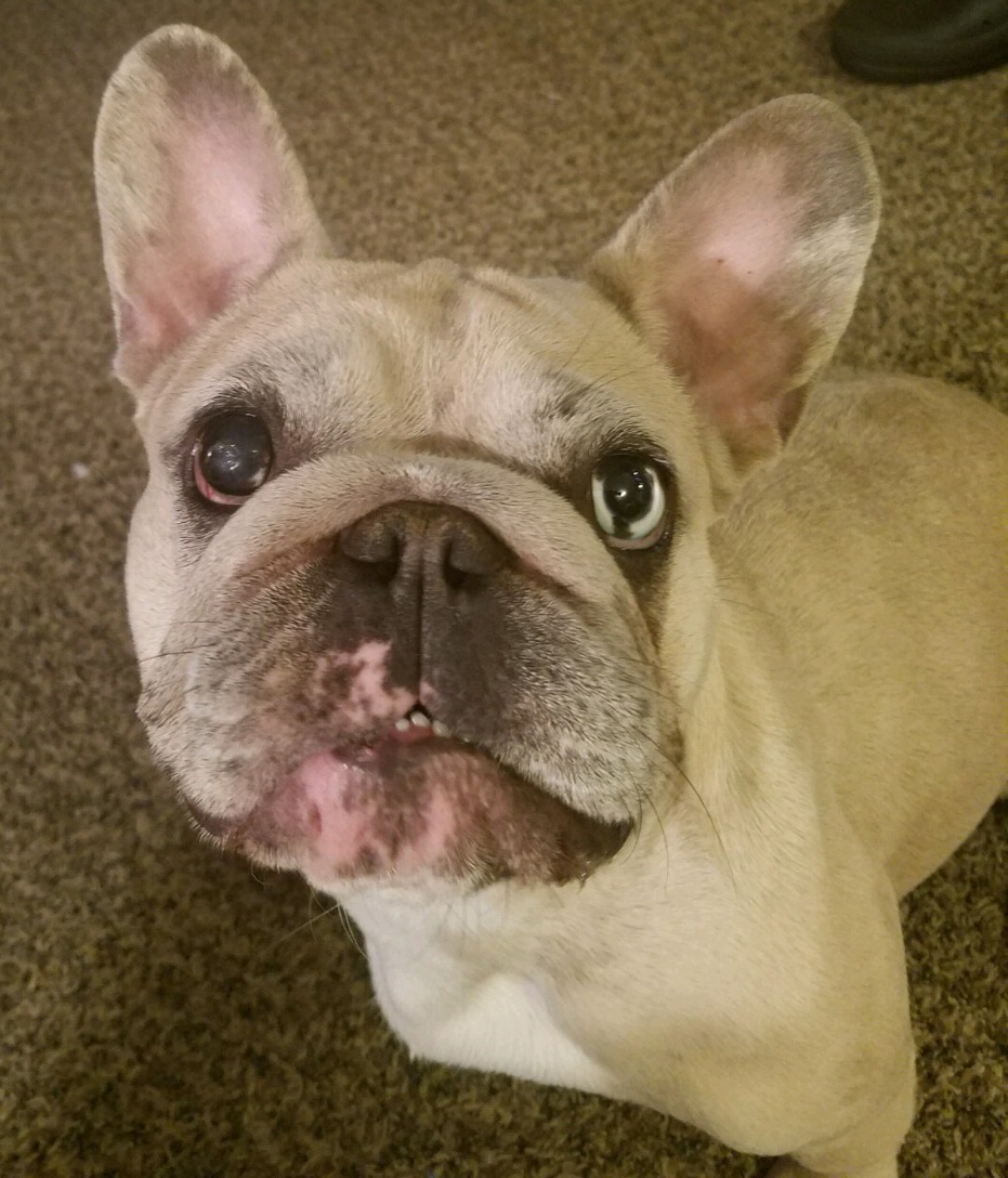 Lost French Bulldog (Frenchie) - WDEF