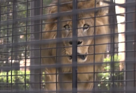 Leo The Lion