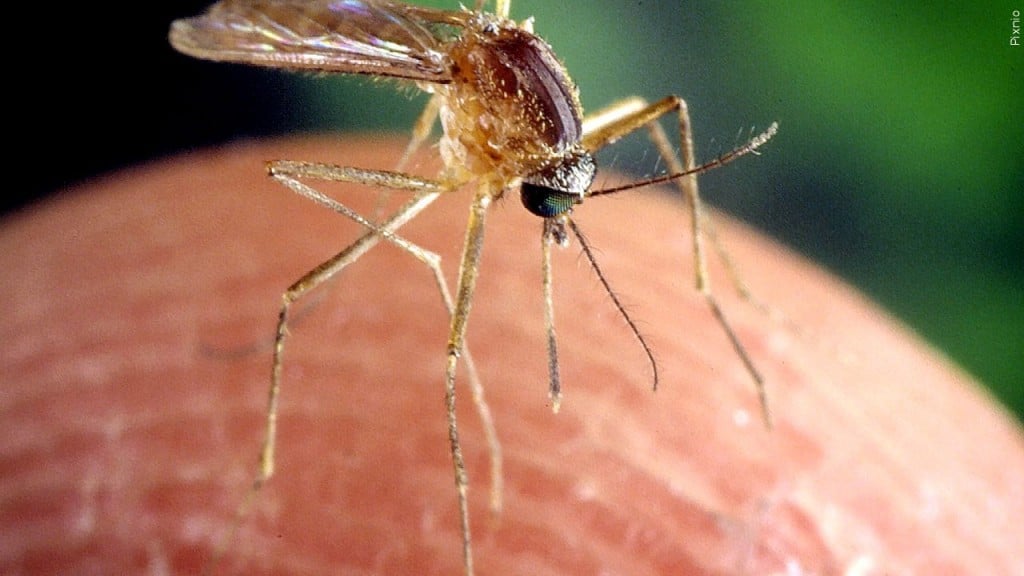 Mosquito; West Nile