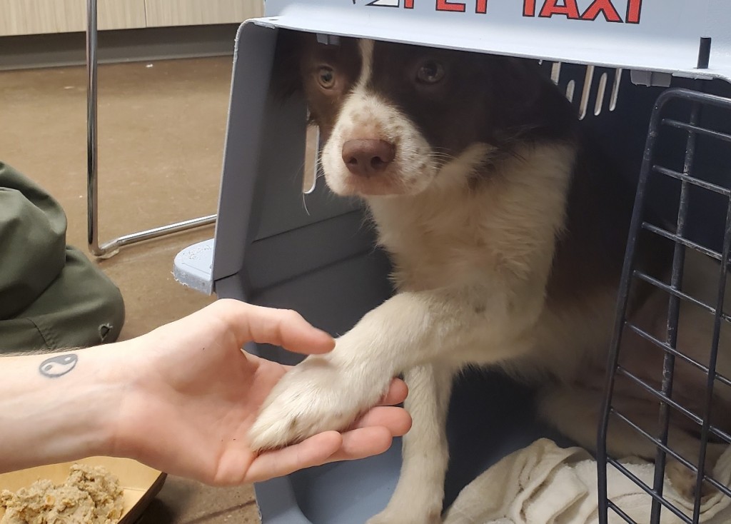 Dog Rescue 1