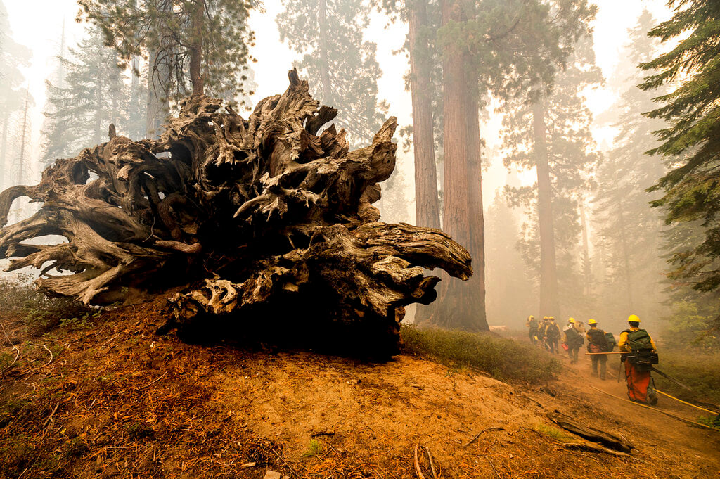 California Wildfires Giant Sequoias