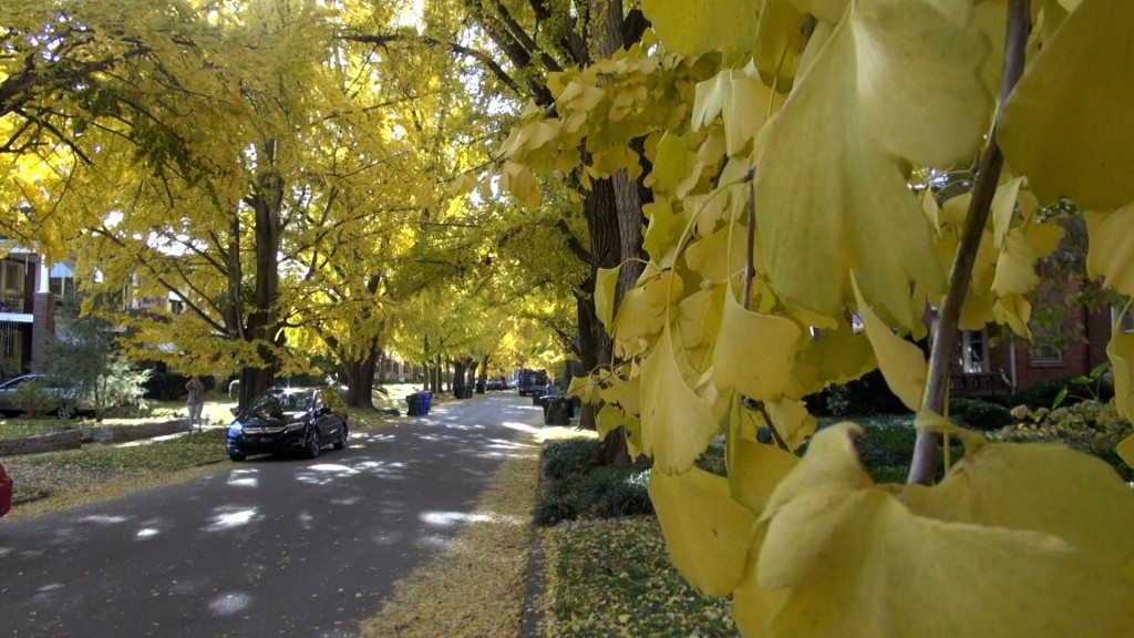 Hooked On Science Gingko Trees Turning Yellow