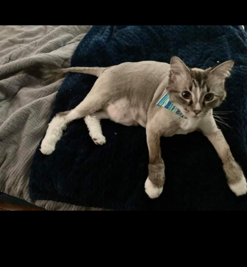 Lostcat Concord Heights