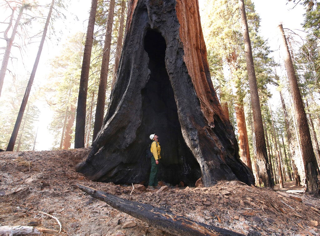 Aptopix Giant Sequoias Killed
