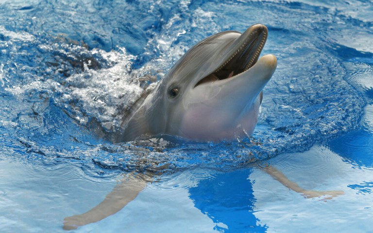 Famous Dolphin