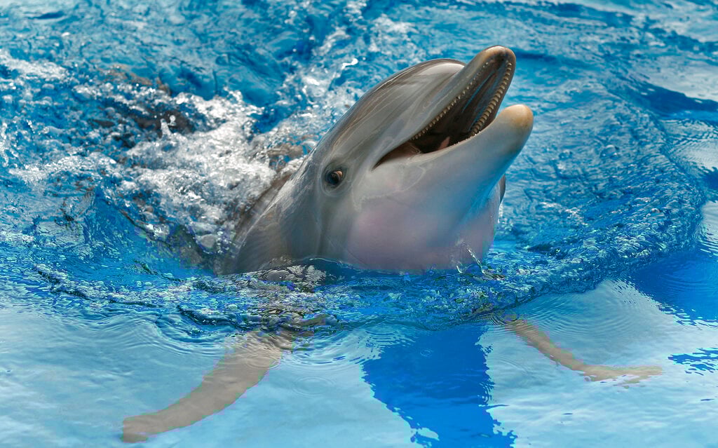 Famous Dolphin