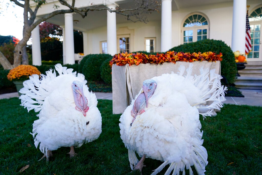 Biden Thanksgiving