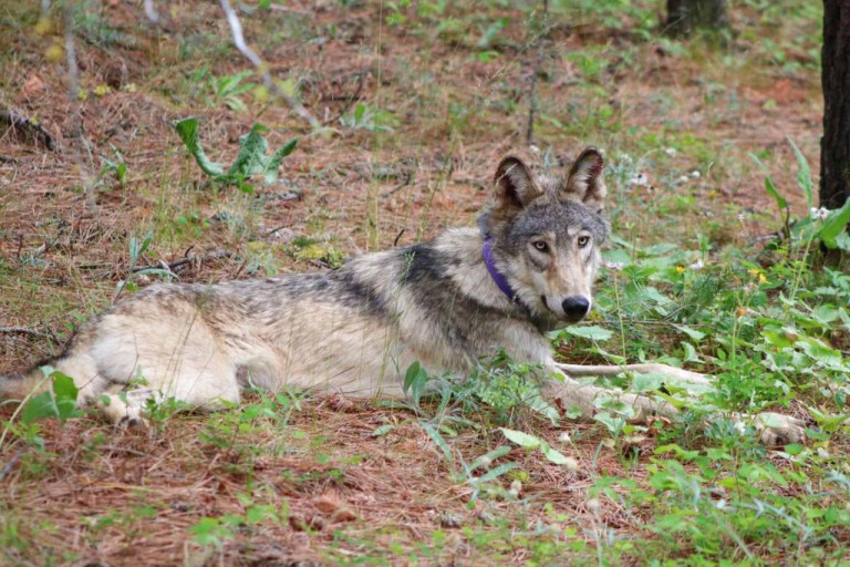 Gray Wolf Killed California