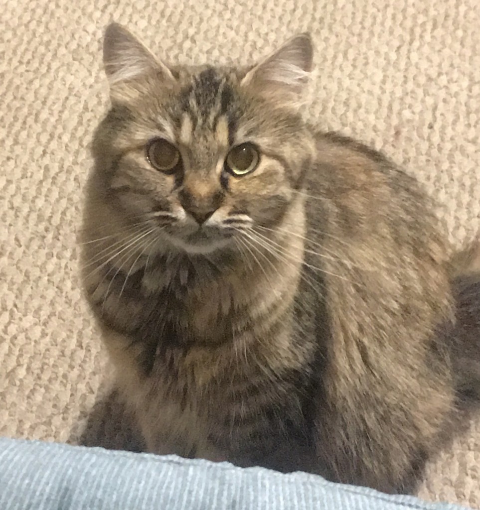 Lost Mainecooncat