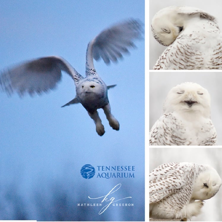 Snowy Owl Photos