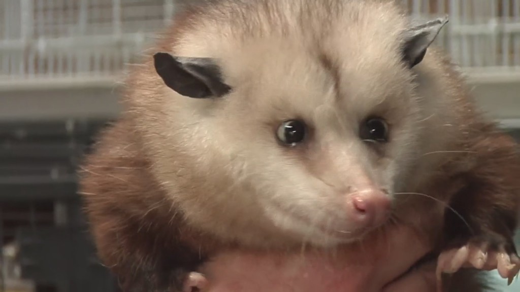 More To The Story: A Passion For Possum