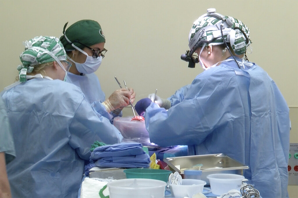 Pig Transplants