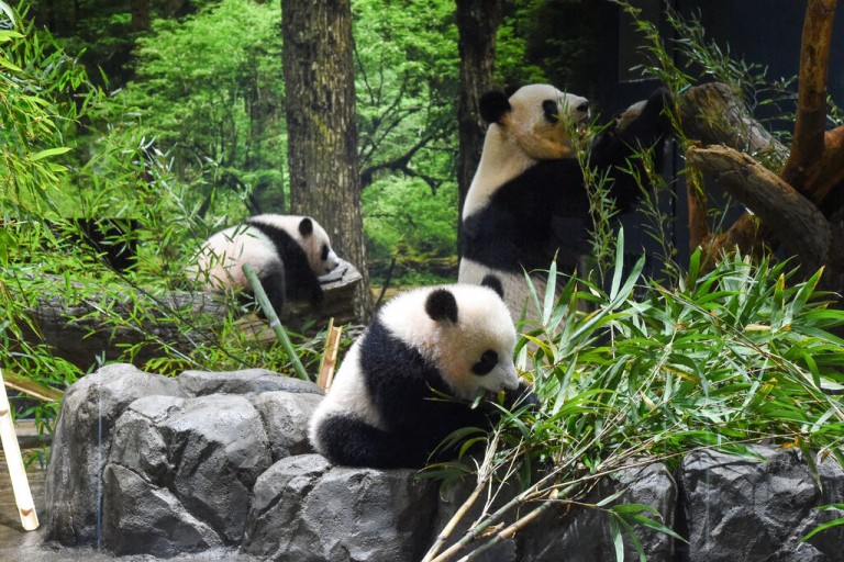 Japan Twin Pandas