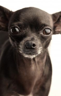 Lost Black Chihuahua Chihuahua