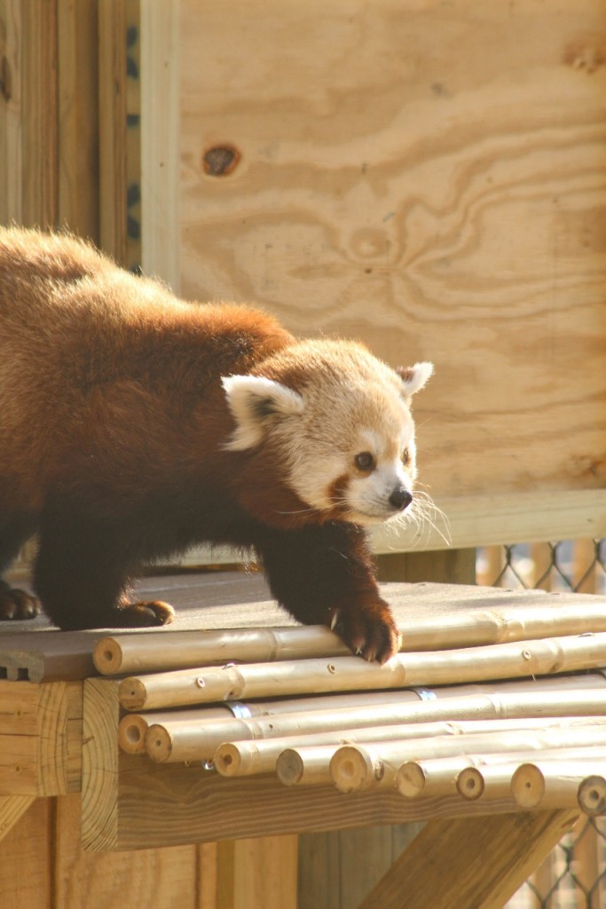 Red Panda 4