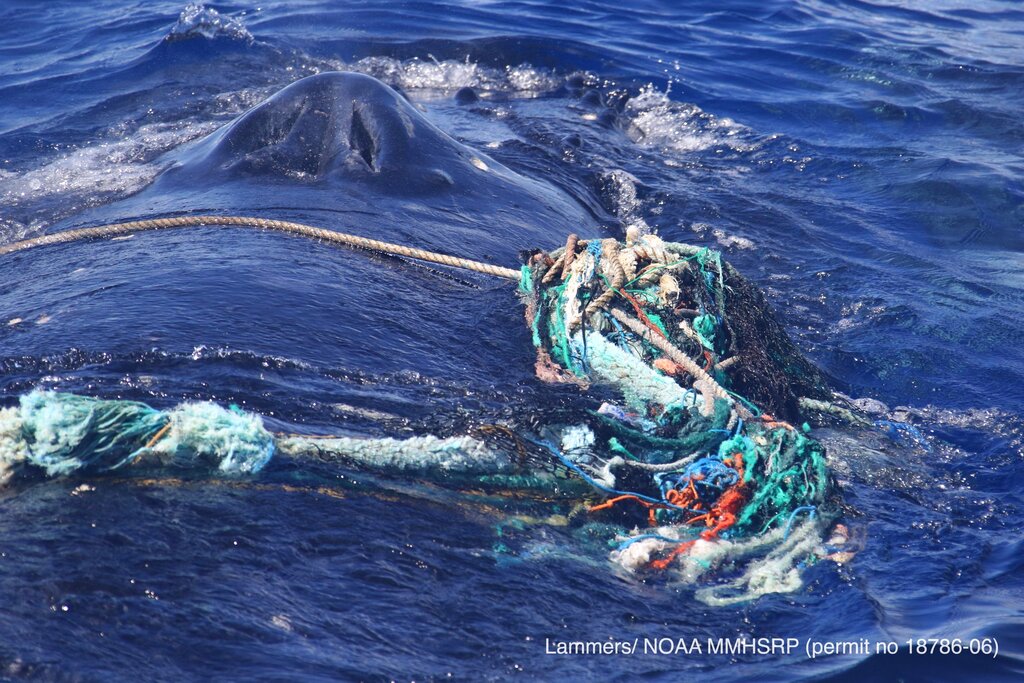Hawaii Whale Entanglement
