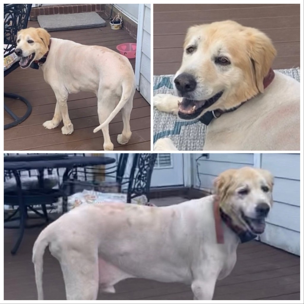 Lostdog 053122