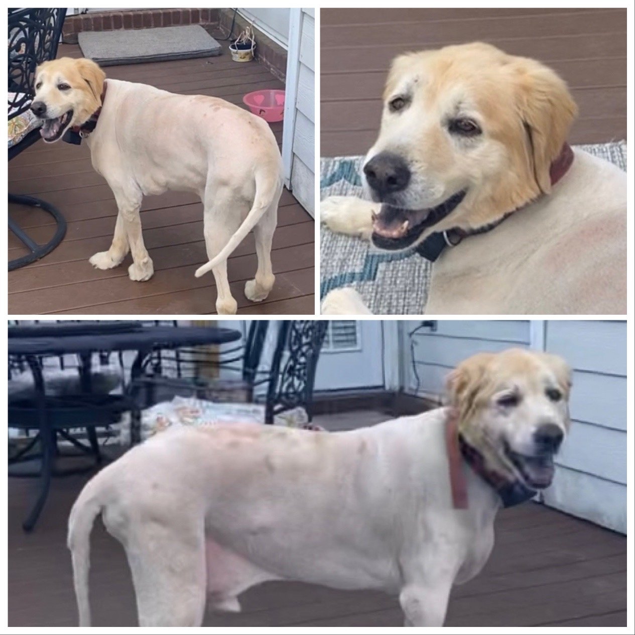 Shaved hot sale yellow lab