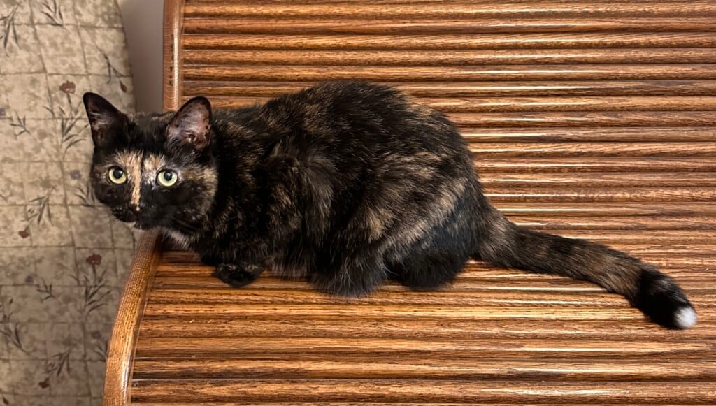 Lostcat 012523