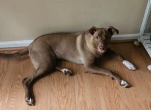Lostdog 010923